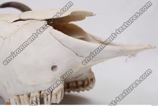 animal skull 0040